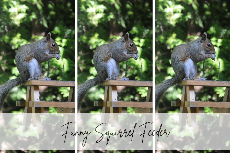 funny squirrel feeder