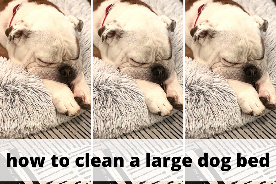 clean a large dog bed