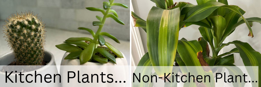 Kitchen Plants...