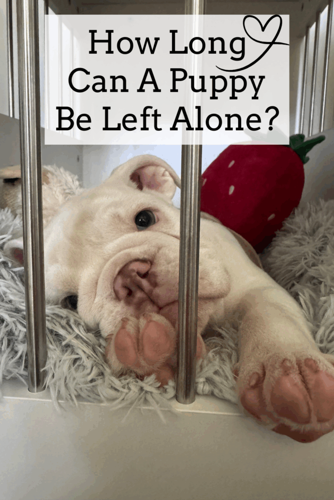 How Long Can A Puppy Be Left Alone
