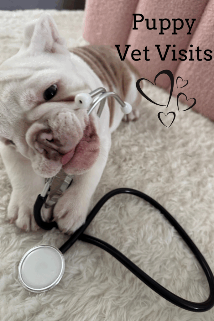 Vet Visits For Puppy